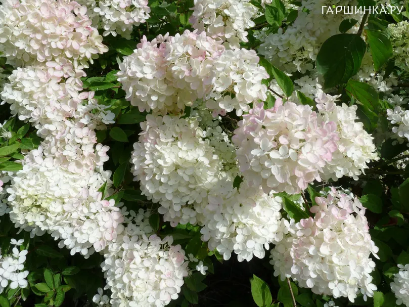 Гортензия Харрис Сувенир (Сувенир Гарри) метельчатая