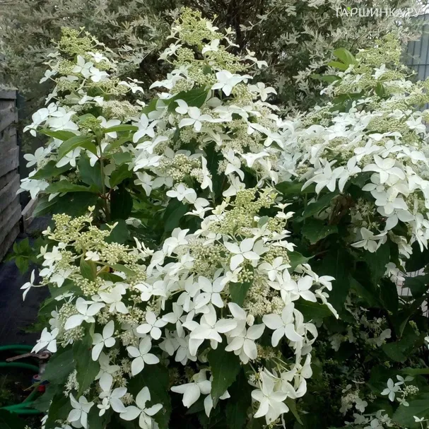 Гортензия Мэджикал Старлайт (Волшебный звездный свет) метельчатая