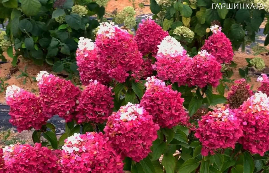 Гортензия Строуберри Блоссом (Земляничное цветение) метельчатая