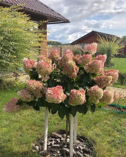 Гортензия на штамбе Саммер Лав (Летняя любовь) 55см