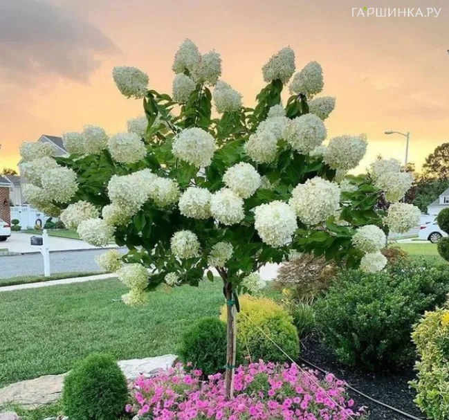 Гортензия на штамбе Шугар Раш (Сахарная Лихорадка) 100 см