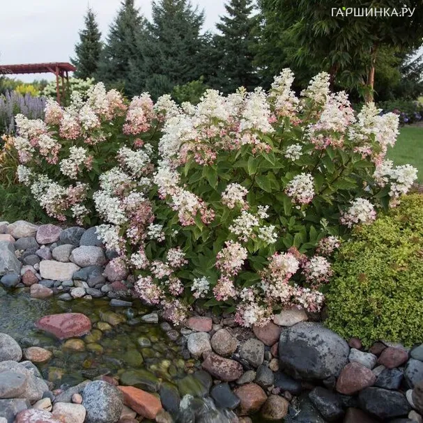 Гортензия Тиклд Пинк (Щекотливый розовый) метельчатая