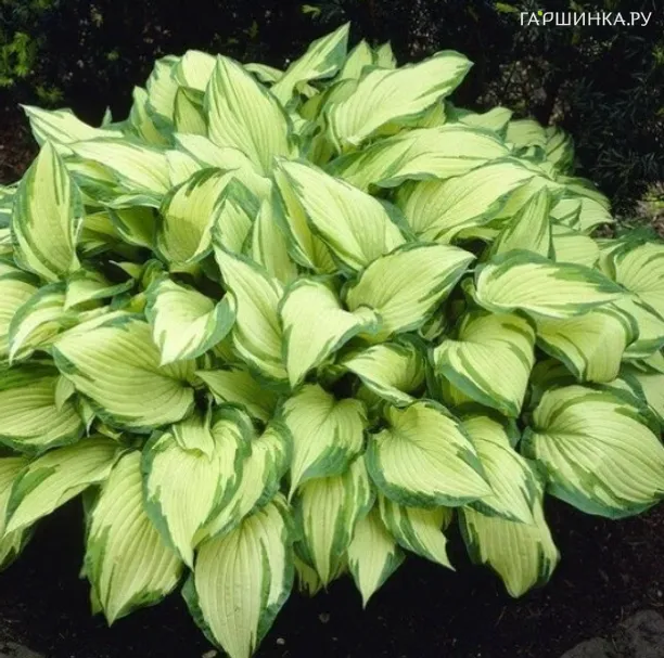 Хоста Альбопикта (M)
