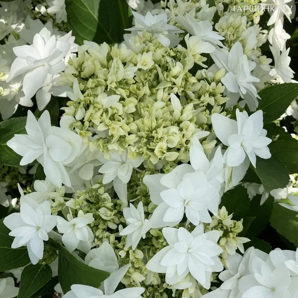 Гортензия Финия крупнолистная (макрофила)