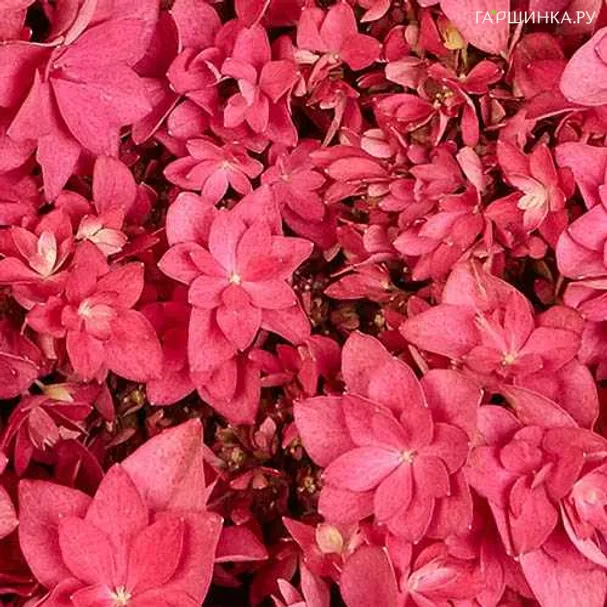 Гортензия Фрэнси крупнолистная (макрофила)