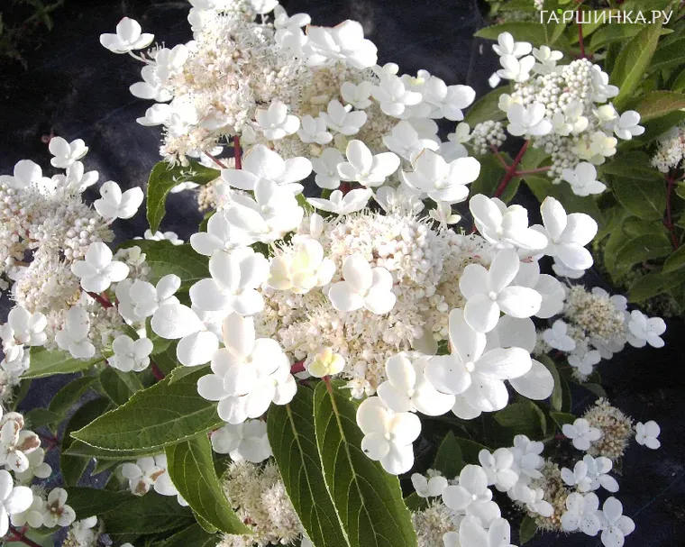 Гортензия Дарума метельчатая