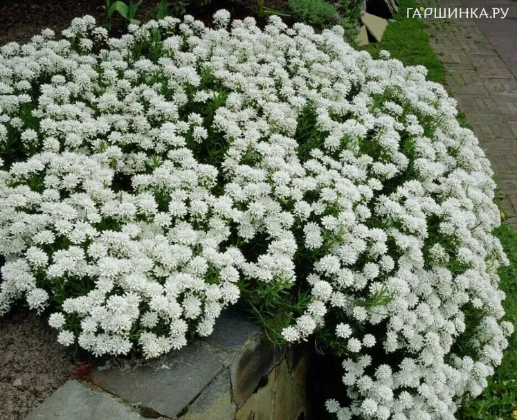 Иберис вечнозеленый Сноу Флоррис