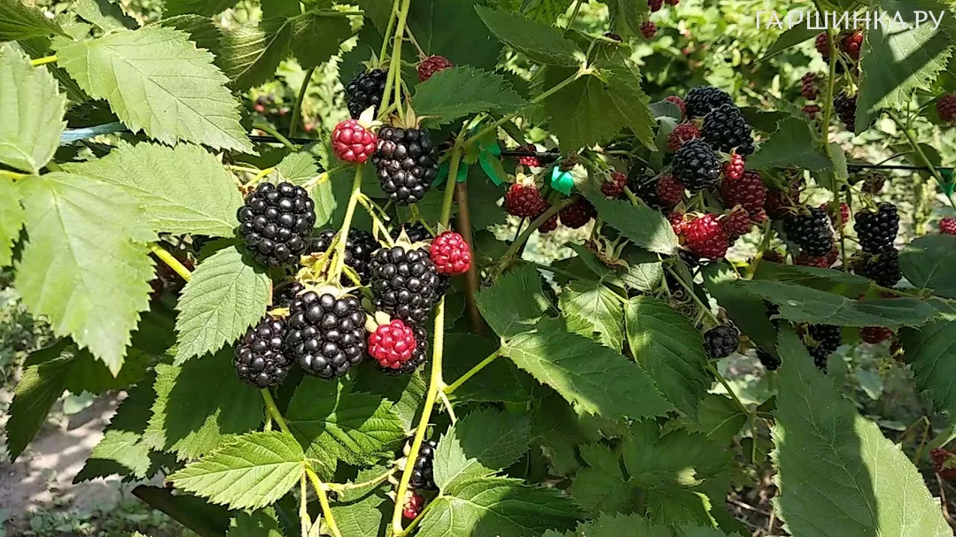 Ежевика Джамбо