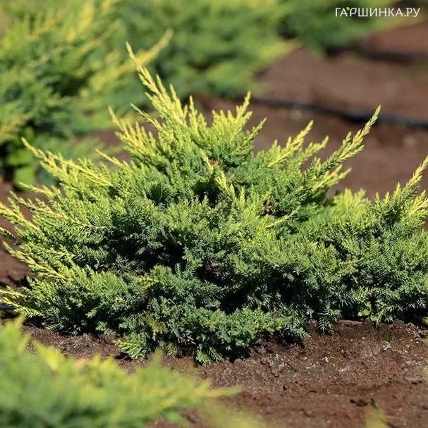 Можжевельник Пфитцера Мордиган Голд
