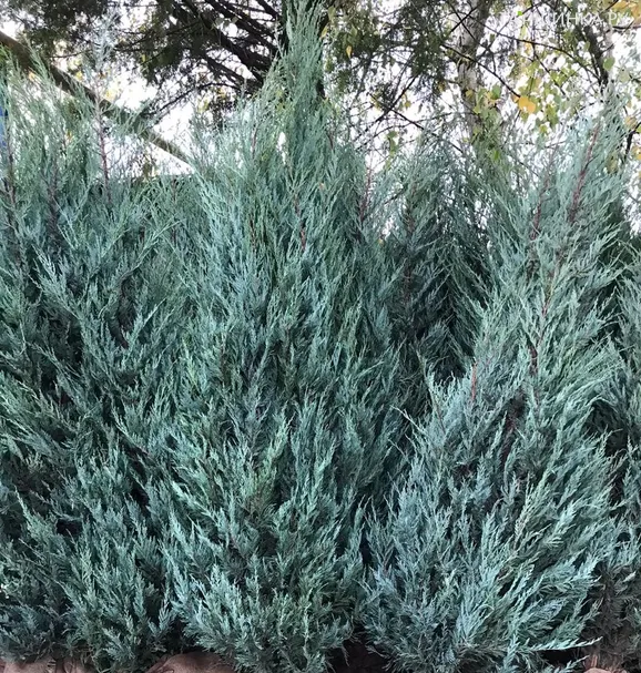 Можжевельник скальный Блю Айвори