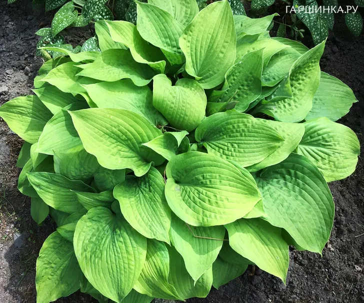 Хоста Хонибелз (L)
