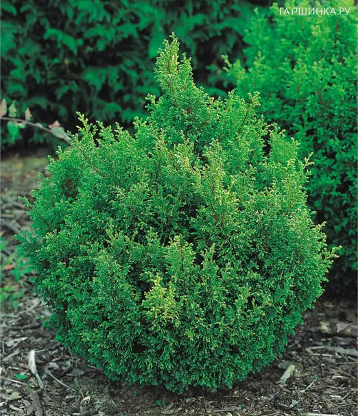 Кипарисовик Плюмоза горохоплодный