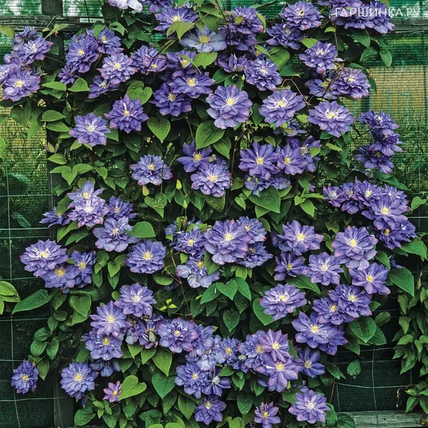 Клематис Блю Эксплоужен (2)