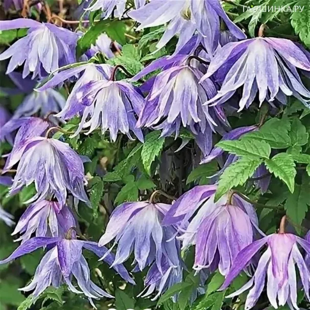 Клематис (Княжик) Блу Сюрпрайз (Синий сюрприз) махровый (1)