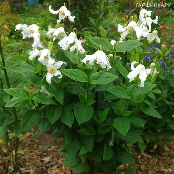 Клематис Хакури (3)