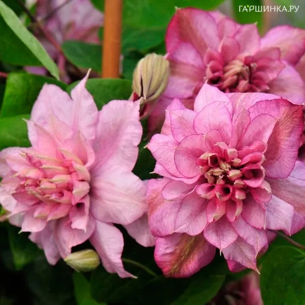 Клематис Инносент Гланс крупноцветковый (2)