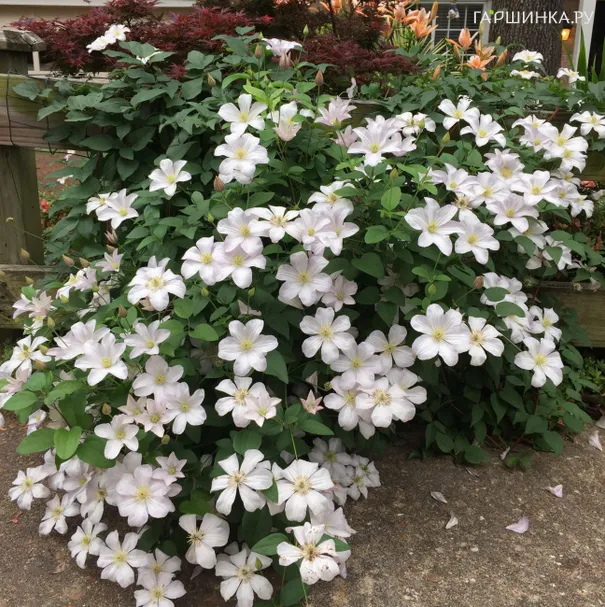 Клематис Хулдайн крупноцветковый (3)