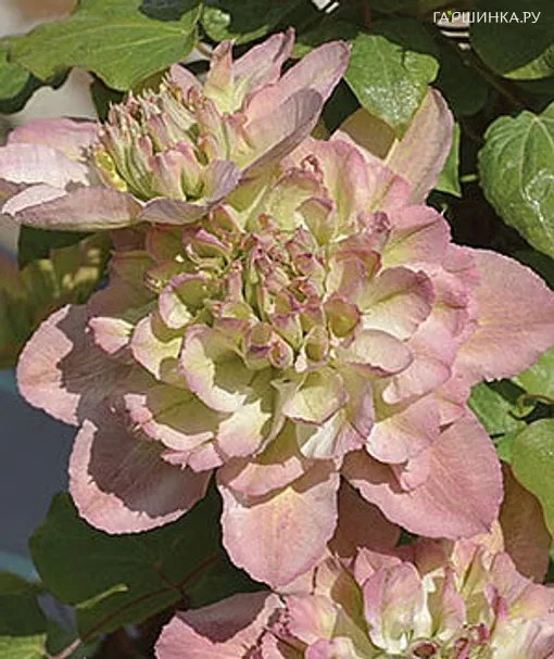 Клематис крупноцветковый Писташио Кейк (2)