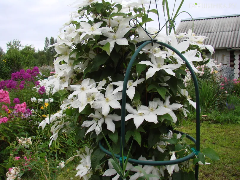 Клематис Роко-Кола крупноцветковый (3)