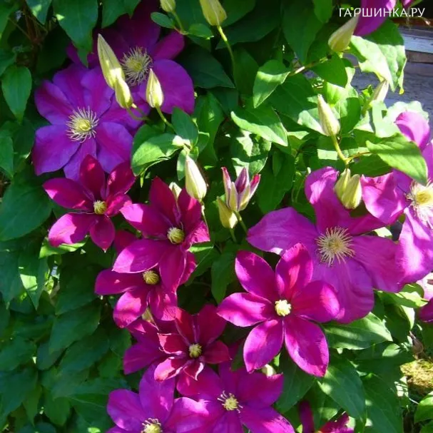 Клематис Сансет крупноцветковый (3)