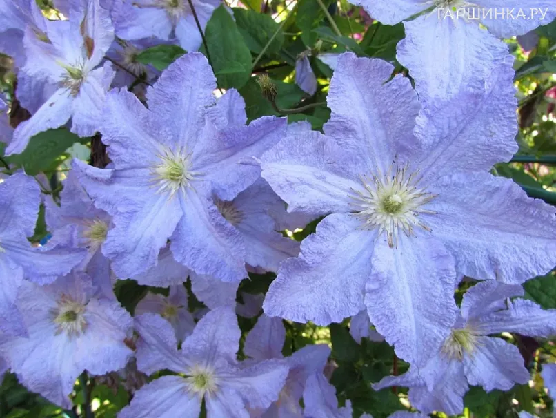 Клематис Вистула крупноцветковый (3)