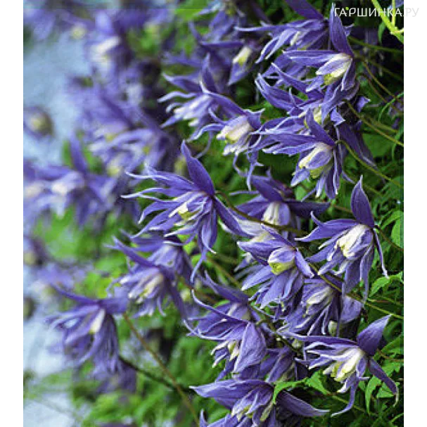 Клематис (Княжик) Лагуна махровый голубой (1)