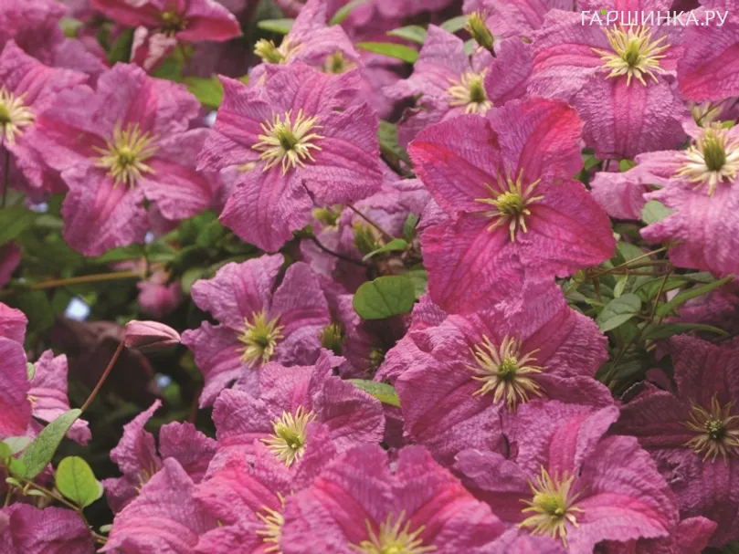 Клематис Мазурек (3)