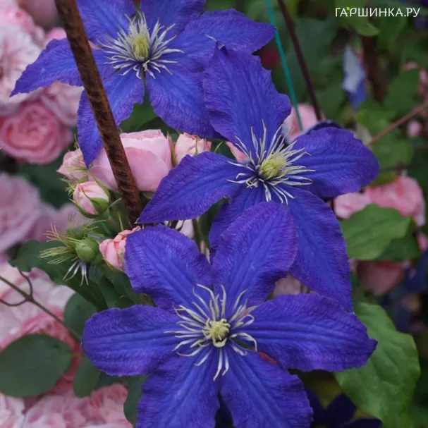Клематис Рапсодия крупноцветковый (3)