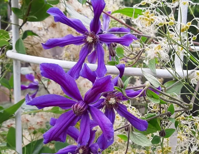 Клематис Сизая птица (3)