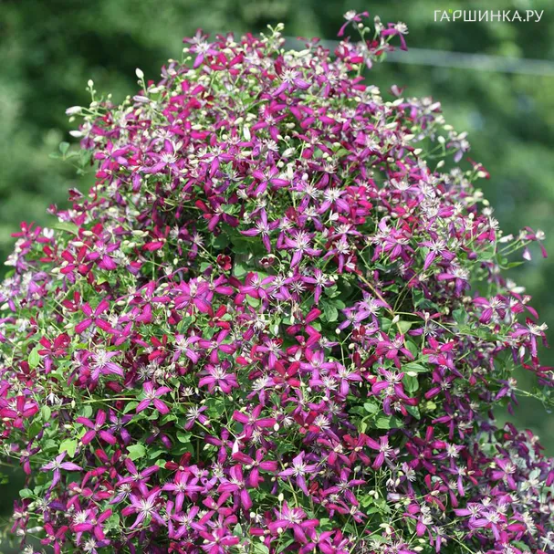 Клематис Свит Саммер Лав мелкоцветковый (3)