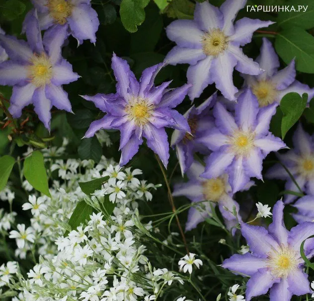 Клематис Тирислунд крупноцветковый (2)