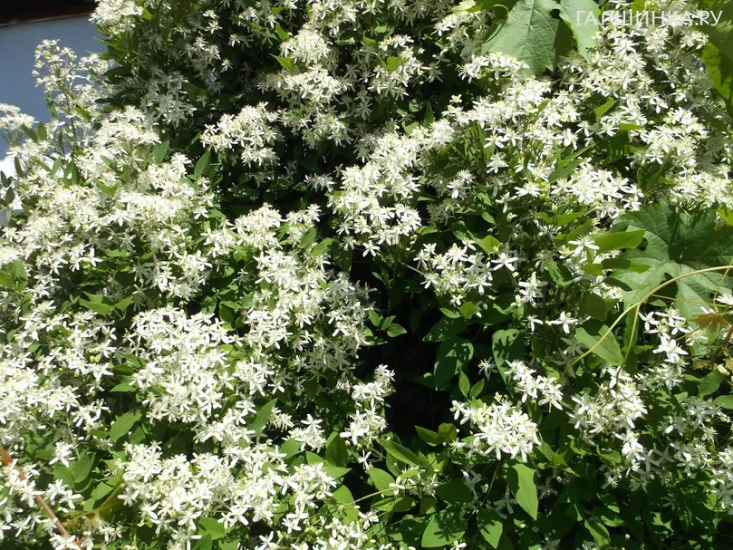 Клематис виноградолистный (3)