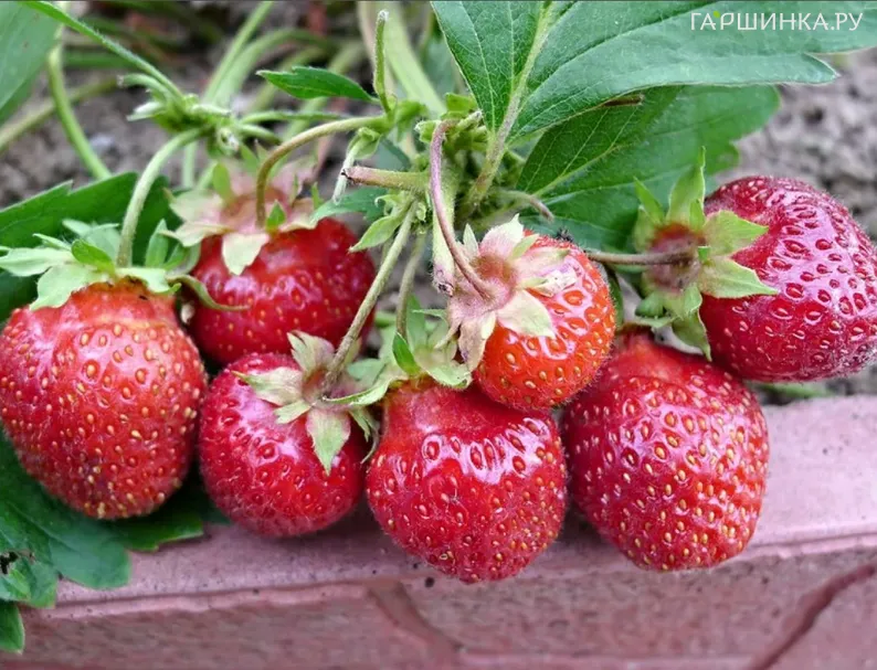 Клубника Королева Елизавета II ремонтантная крупноплодная медовая