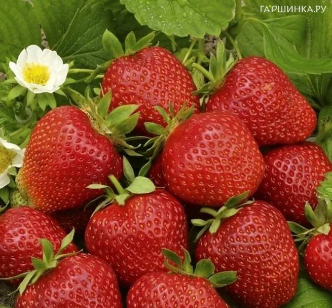 Клубника Фестивальная ромашка