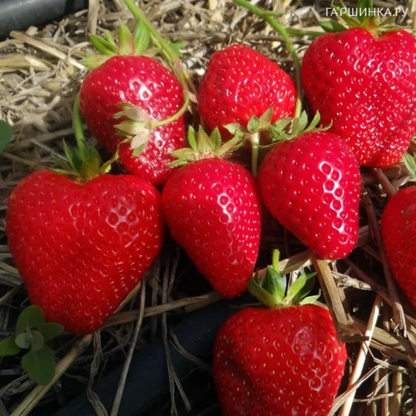 Клубника Ирма ремонтантная