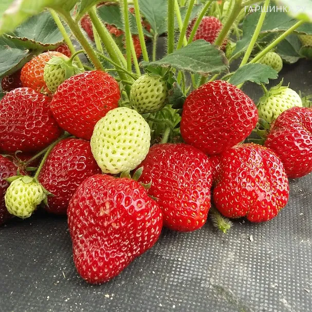 Клубника Клери