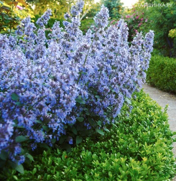 Котовник Фассена Блю Вандер