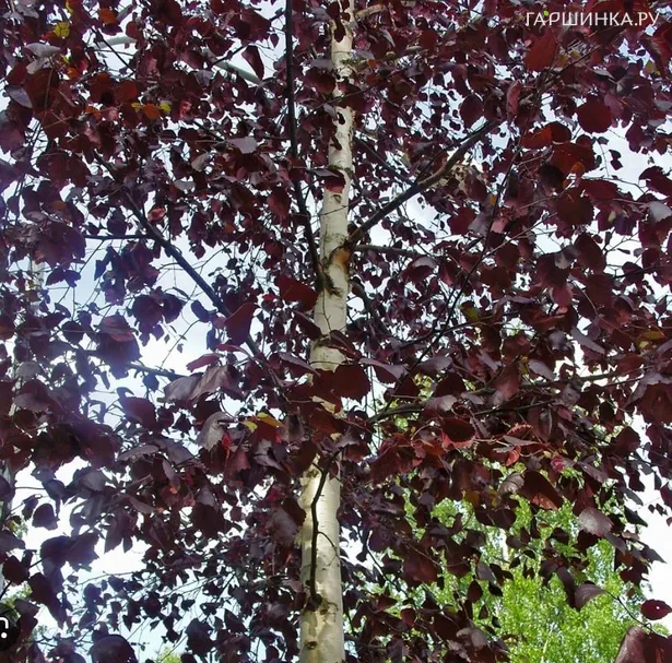 Береза повислая Роял Фрост