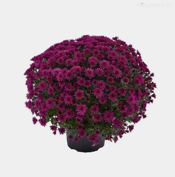Хризантема мультифлора Лагун Пурпл