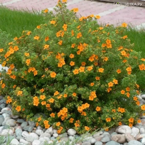 Лапчатка кустарниковая Сансет