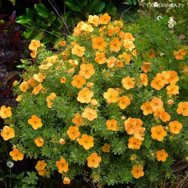 Лапчатка кустарниковая Танго Дабл Панч