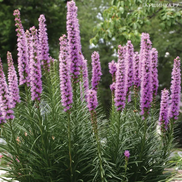 Лиатрис Спиката