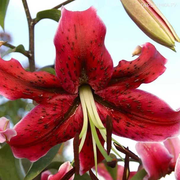 Лилия Мисс Фея ОТ- гибрид