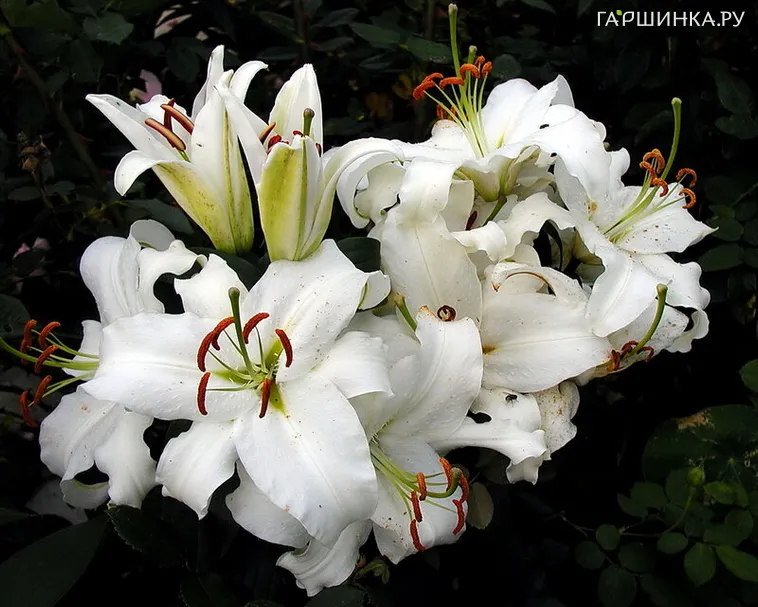 Лилия Сиберия восточная