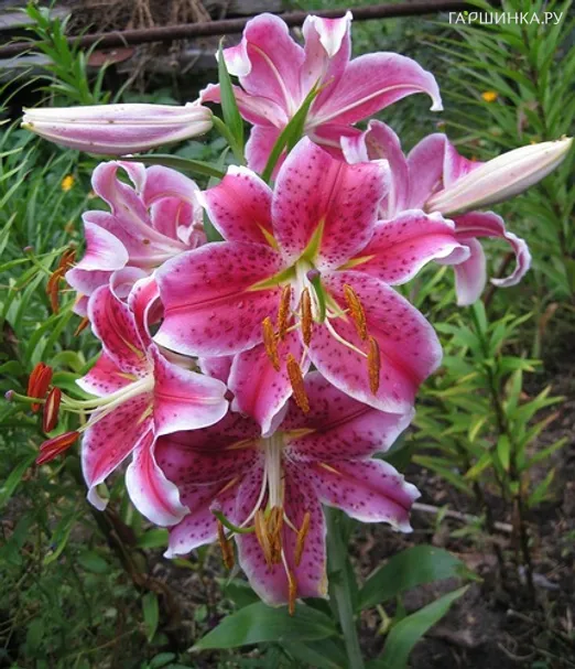 Лилия Стар Гейзер восточная