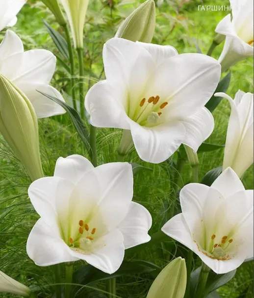 Лилия Вотч Ап лонгифлорум белая