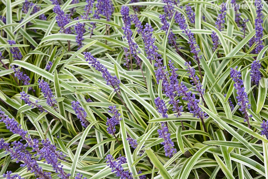 Лириопе мускари Вариегата