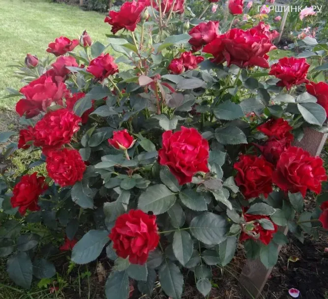 Роза Лавли Ред чайно-гибридная