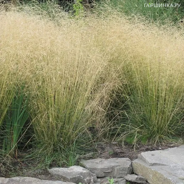 Луговик (Щучка) Голдтау