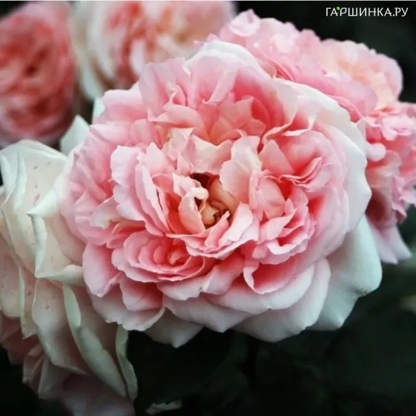 Роза Мауриция